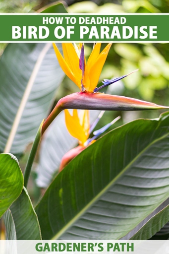 There are a few possible causes and solutions. If you see black spots on your bird of paradise, don't panic.