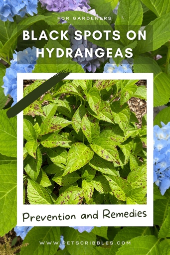 There are a few possible causes and solutions. If your hydrangea leaves are turning brown, don't panic!