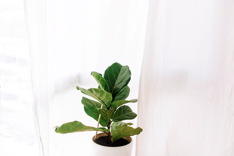 There are a few reasons why this may happen and luckily, there are also solutions. The Fiddle Leaf Fig is a popular houseplant that is known for its large, glossy leaves. However, sometimes the leaves may be small and/or have brown spots.