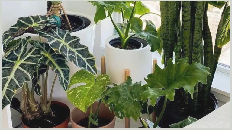 There are a few reasons why your Alocasia leaves might be curling, but one of the most common is too much or too little light exposure.