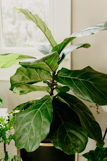 There are a few simple solutions. If you notice brown leaf tips on your fiddle leaf fig, don't panic!
