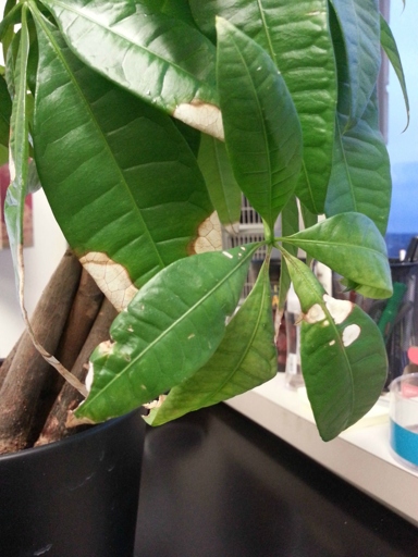 There are a few things that can cause white spots on a money tree, but the most common is sunburn.