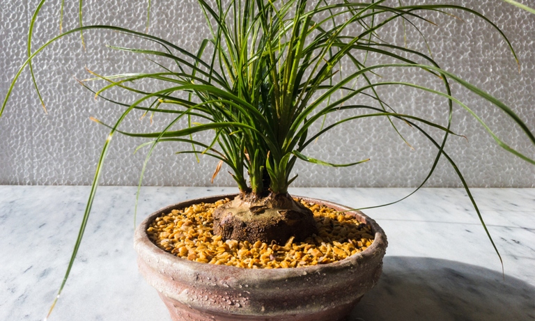 There are a few things you can do to fix poor drainage for your ponytail palm.