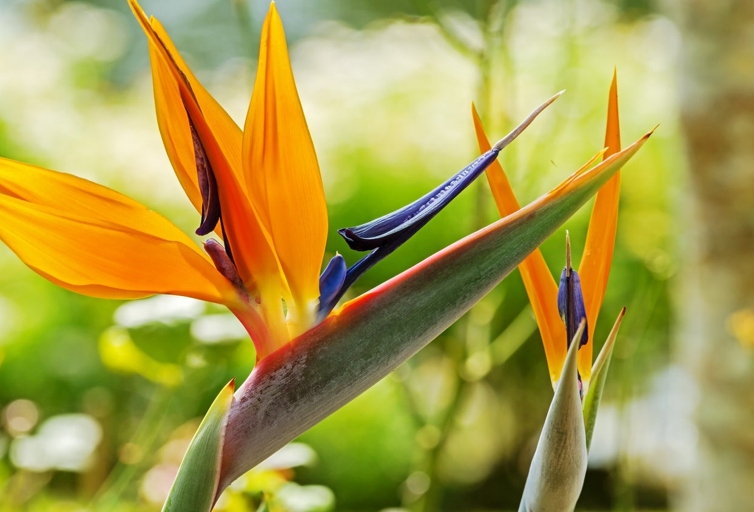 There are a few things you can do to fix the problem. If your Bird of Paradise plant has yellow leaves, don't despair.