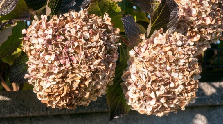 There are a few things you can do to fix the problem. If your hydrangea leaves are turning brown, don't despair.