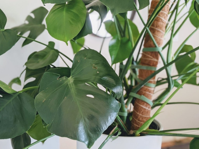 There are a few things you can do to help treat your Monstera with brown stems.