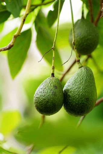 There are a few things you can do to prevent avocado leaves from curling, including: watering deeply and regularly, keeping the soil moist but not soggy, and providing adequate drainage.