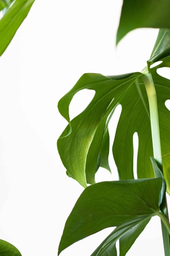 There are a few things you can do to save your plant. If you have overwatered your Monstera, don't worry!