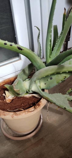 There are a few things you can do to treat black spots on your aloe vera plant.