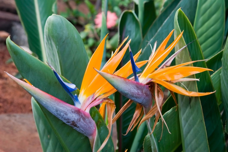 There are five different types of bird of paradise, all with different and distinct features.