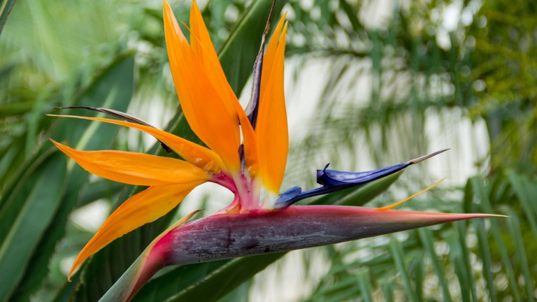 There are five different types of bird of paradise plants, each with its own unique features. The bird of paradise plant is a tropical plant that is native to South Africa.