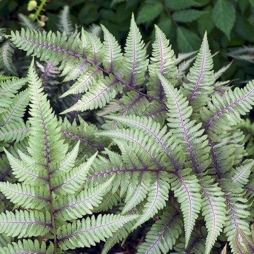 There are many different types of ferns, each with their own unique characteristics.