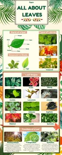 There are many different types of leaves, and each type has a unique shape and texture.