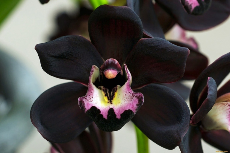 There are many different types of orchids, but the black orchid is one of the rarest.