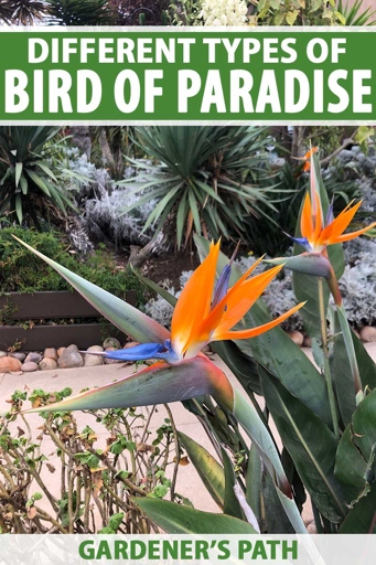 There are many different varieties of bird of paradise, each with its own unique appearance.