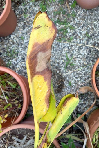 There are many potential causes for bird of paradise leaves turning brown, ranging from disease to pests to cultural problems.