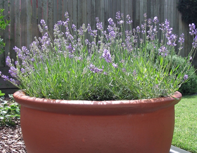There are many types of potting soil, but for lavender, you want to use a well-draining soil.