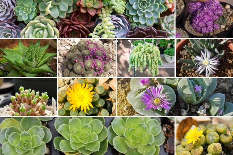 There are over 60 types of succulents, so it is important to do your research to find out which type you have before you start caring for it.
