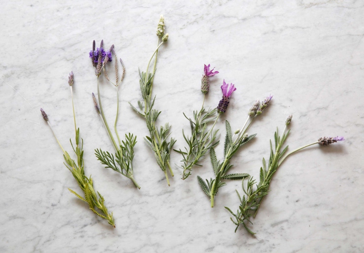 These five varieties of lavender are all drought tolerant. If you're looking to add some lavender to your garden but are worried about water, don't be!