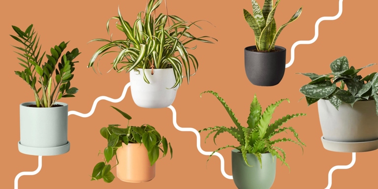 These plants are perfect for closed and dark environments and are almost impossible to kill. If you don't have a green thumb, don't worry.