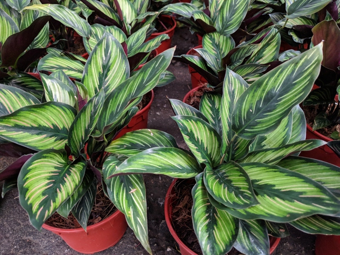They are beautiful, low-maintenance, and easy to care for. Calathea Beauty Stars are one of the most popular houseplants, and for good reason!