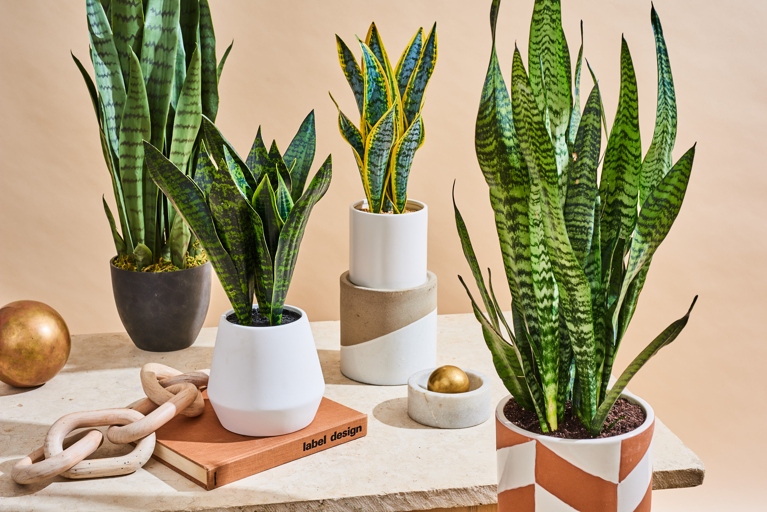 They are easy to care for and can thrive in a variety of conditions. Sansevieria Francisii, or Snake Plants, are a great addition to any home. Here are a few tips to get you started on caring for your new plant.