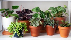 They improve air quality and help to purify the air. Yes, house plants are good for health.