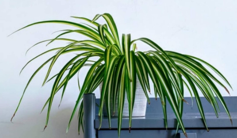 They suck the sap out of the leaves of your spider plant, causing the leaves to turn yellow and eventually die. Spider plant bugs are small, black, and hard to see.