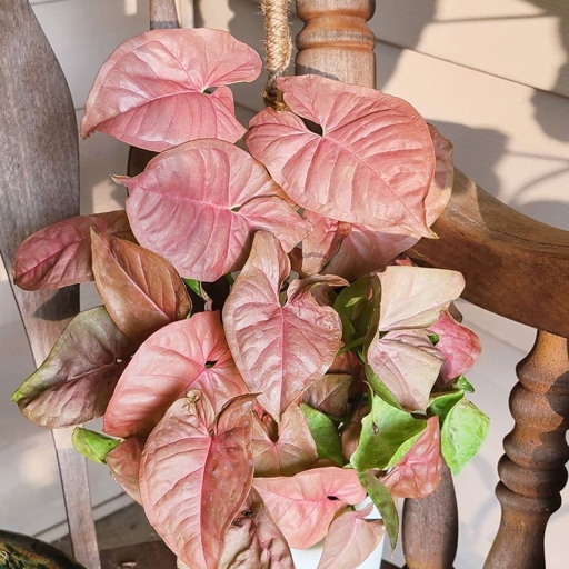 This article is about how to care for Pink Syngonium.