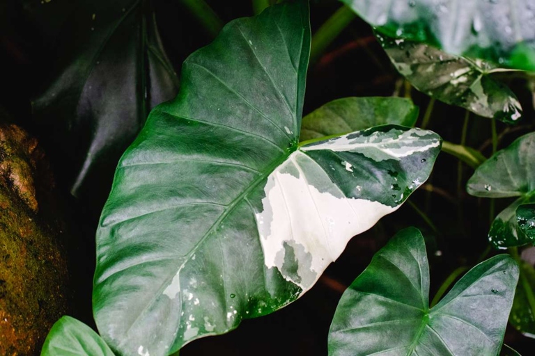 This article will tell you all about the most common problems with this plant and how to fix them. If you're having trouble with your Alocasia Portodora plant, never fear!