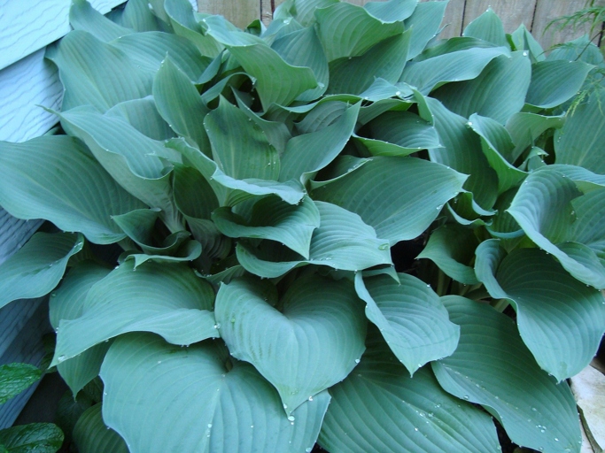This blue beauty is a must-have for any hosta lover.