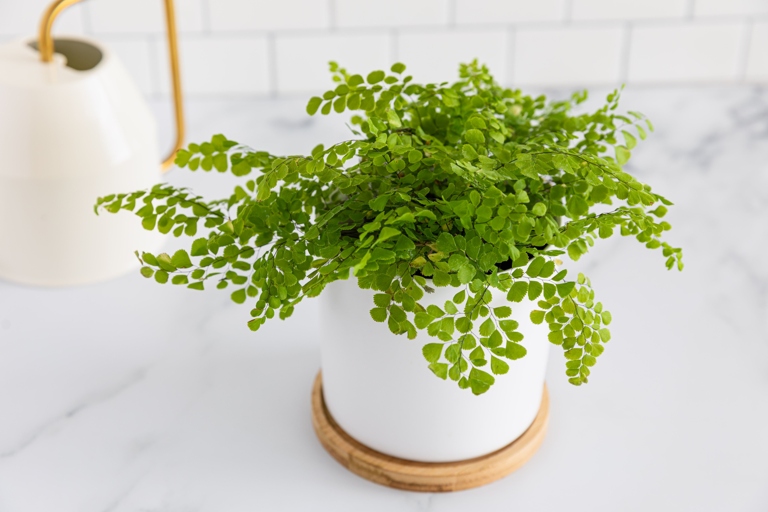 This fern is known for its delicate, lacy leaves, which are a beautiful addition to any home.
