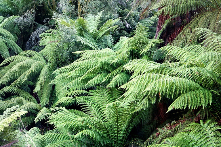 This fern is native to Australia, New Zealand, and Indonesia.