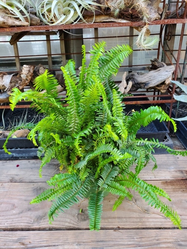 This fern is not picky when it comes to soil, as long as it is well-draining.
