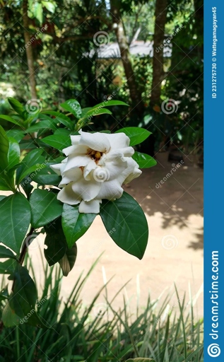 This genus of flowering plants is native to tropical and subtropical regions of Asia, Africa, and Australasia.