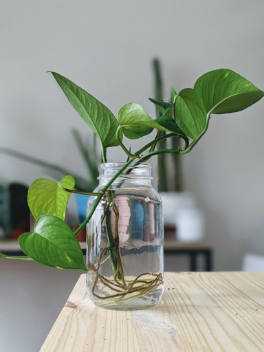 This is a common issue when growing pothos and is easily remedied by pushing the roots back into the soil.