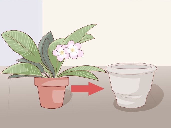 This is the final step in keeping your plumeria small - positioning the container.