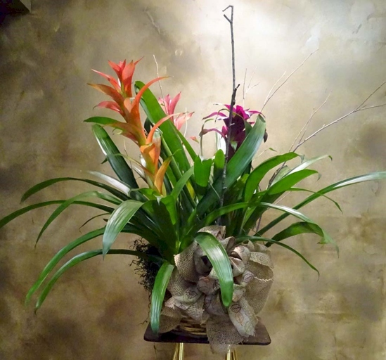 This orchid gets its name from the Brazilian orchid expert, Frederico Carlos Lehmann Clarke.