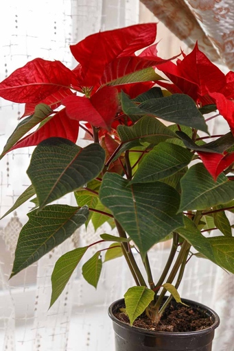 This plant is a beautiful deep red color with green leaves. It is a great addition to any home or office.