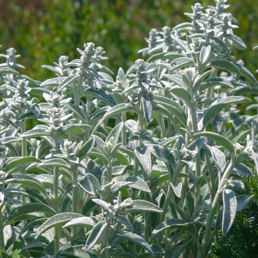 This plant is a beauty with its large, dark leaves that have a silvery sheen to them.