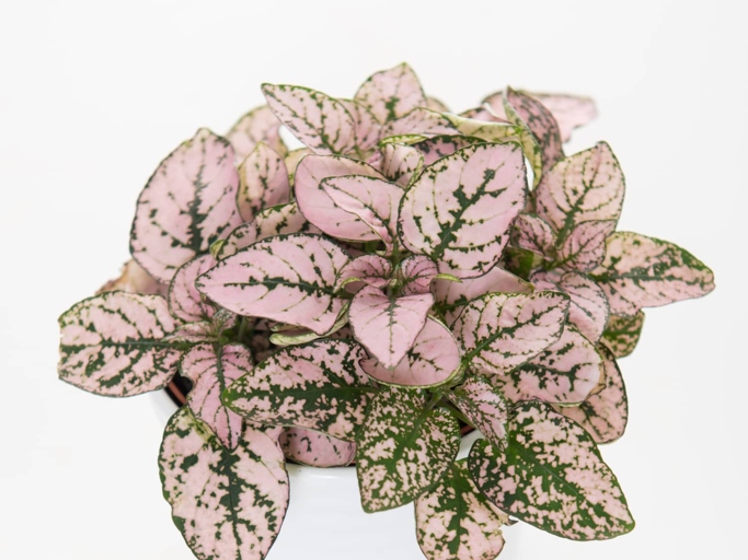 This plant is a great addition to any indoor jungle, as it is easy to care for and is a beautiful pink color.
