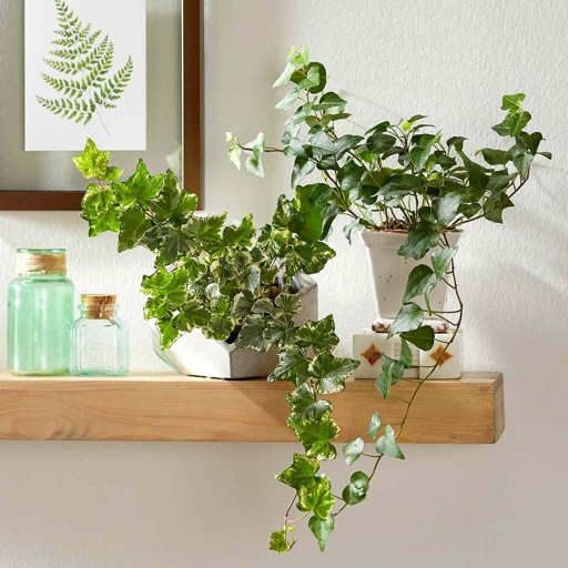 This plant is a great option for those who want to add some greenery to their home but don't have a lot of sunlight.