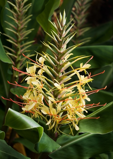 This plant is commonly known as Kahili Ginger, and is a species of the Hedychium genus.