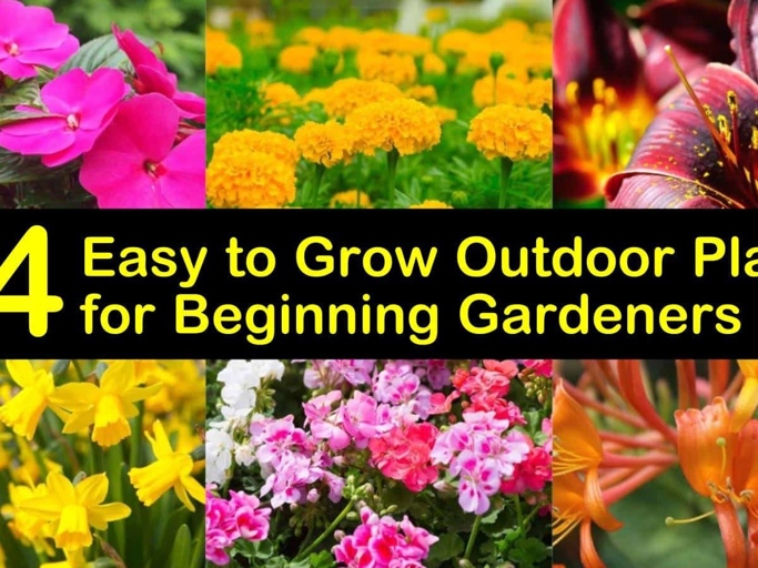 This plant is easy to grow and care for, making it a great choice for beginner gardeners.