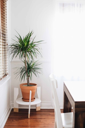 This plant is very easy to care for and is a great addition to any home.