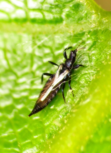 Thrips are tiny, winged insects that feed on the sap of plants.