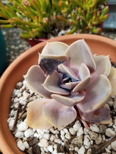 To avoid sunburned succulent, avoid spraying and excessive exposure to the sun.