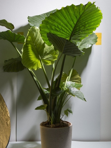 To care for your Alocasia Portodora plant, water it regularly and keep it in a bright, humid environment.