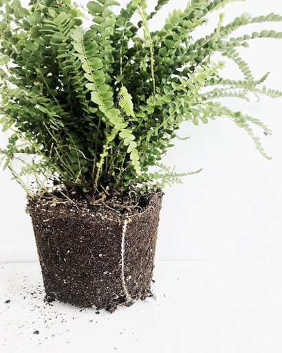 To care for your button fern, keep it in a spot with bright, indirect light and water it when the soil is dry to the touch.