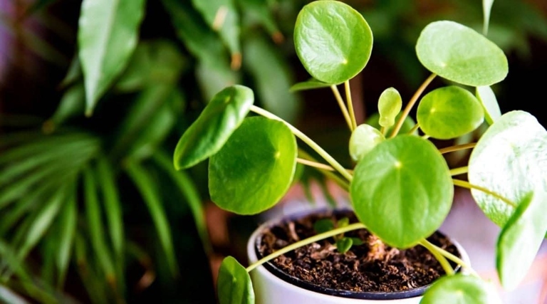 To care for your money plant in water, simply place the plant in a bright spot and change the water every week.